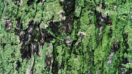 wooden background maple tree trunk with green moss