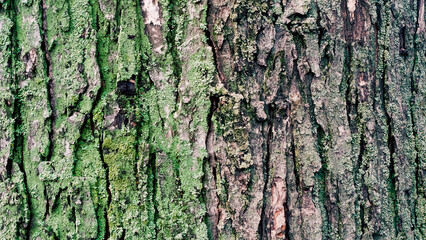 wooden background maple tree trunk with green moss