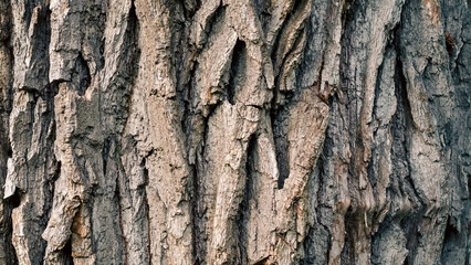 old tree trunk close up