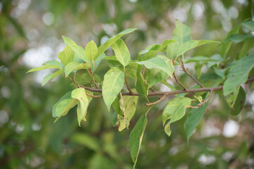 Indian fig tree showcasing its lush green foliage and natural beauty in a garden setting.