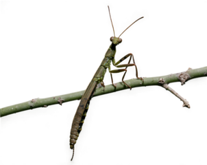 Detailed close up of a perfectly camouflaged stick insect resting on branch