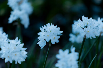 しずる感　寒色　植物
