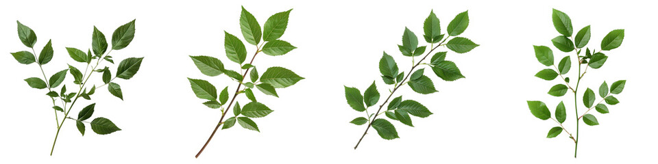 A collection of vibrant green leaves and branches depicting the beauty and abundance of nature in a serene minimalist composition