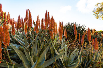 Large display of Red Hot Poker flower spikes in the Adelaide Botanic Gardens