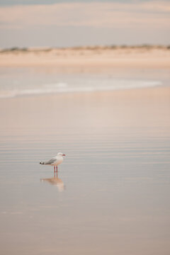 Lone seagull standing on wet sand on the beach at low tide with copy space