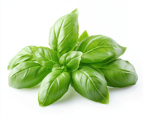 Fototapeta premium basil isolated on white background