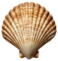 Obraz premium PNG Scallop sea shell with brown stripes