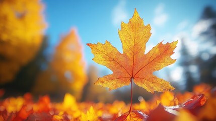 Obraz premium Autumn leaf, forest background, fall foliage, sunlight
