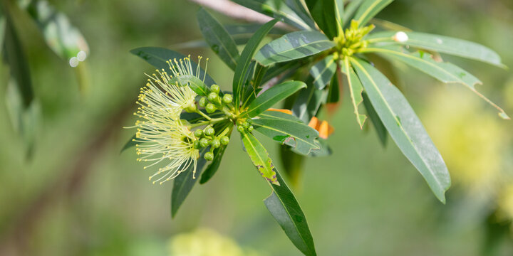 Xanthostemon chrysanthus - yellow native flower