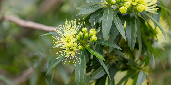Xanthostemon chrysanthus - yellow native flower