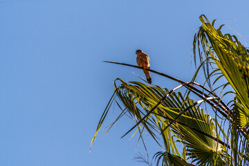 Falco tinnunculus pertenece a la familia de Falconidae.