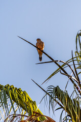 Falco tinnunculus pertenece a la familia de Falconidae.