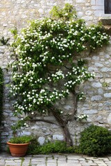 Confederate Jasmine Garden: Trachelospermum jasminoides Liana Plant Growing on House Wall