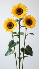Fototapeta premium Three Vibrant Sunflowers on Stalks, Isolated Against a White Background with Plenty of Copy Space