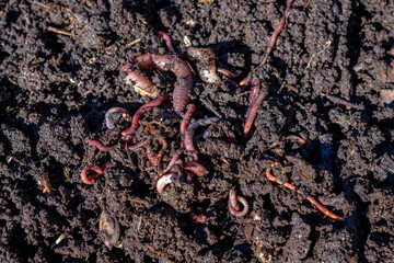 Many earthworms (Eisenia foetida) in compost