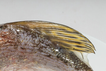 Close-up of a fish fin with detailed textures, emphasizing its organic appearance. © Sergey