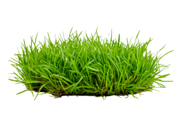 Green grass patch with vibrant blades on a transparent background