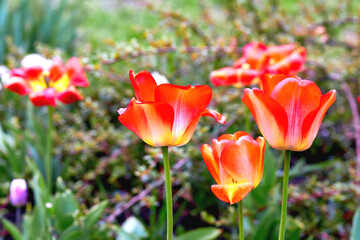 Opened head of a red tulip with stamens on a flower bed
