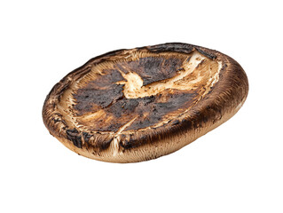 A close-up view of a dark, charred mushroom showcasing its unique texture and shape, Transparent background.