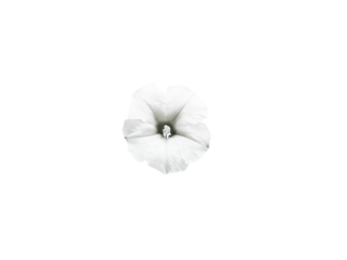 petunia isolated on transparent background