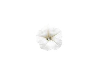 petunia isolated on transparent background