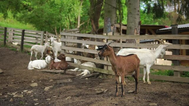 Group of goats rest outdoor at warm summer day at the wooden fence