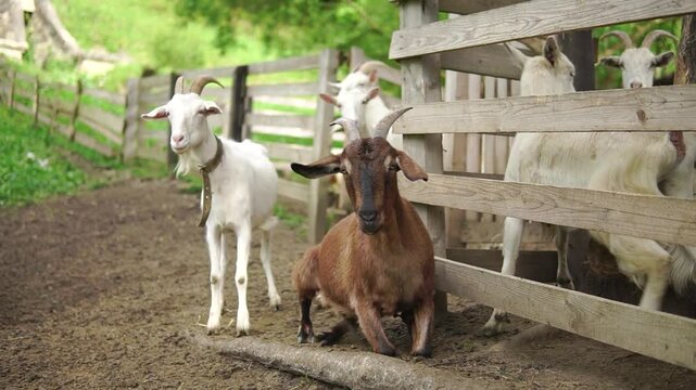 Brown goat lies on the ground at the wooden fence with group of white goats standing beside