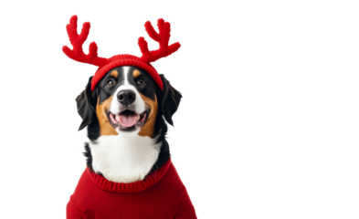 Dog wearing reindeer antlers and a cozy sweater for the holidays