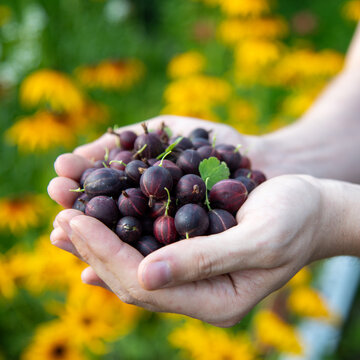 Dark color jostaberry (gooseberry and currant cross sort) handful, close up. Summer diet of fresh organic fruits. Planting sweet juicy berries in courtyard garden. 