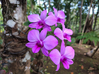 orchid flower images , Anggrek dendrobium phalaenopsis
