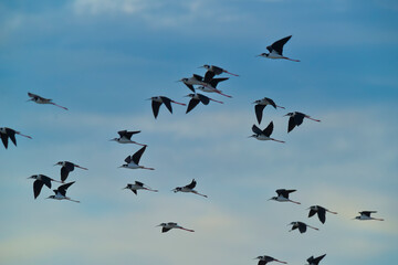 Southern Stilt, Himantopus melanurus in flight, Ansenuza National Park, Cordoba Province, Argentina