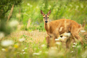 Fototapeta premium Roe deer with suckling calf in a meadow