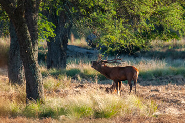 Red deer, Male roaring in La Pampa, Argentina, Parque Luro, Nature Reserve