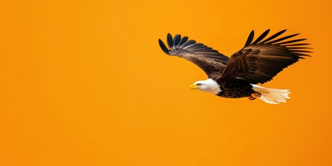 Obraz premium Mountain Eagle Banner