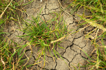 Green grass growing on dry cracked earth