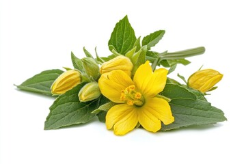 Damiana Blossom: Herbal Aphrodisiac and Alternative Flora in Green Floral Beauty