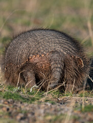 Hairy Armadillo, in grassland environment, Peninsula Valdes, Patagonia, Argentina