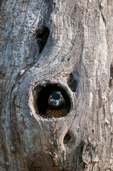 Green barred Woodpecker in forest environment,  La Pampa province, Patagonia, Argentina.