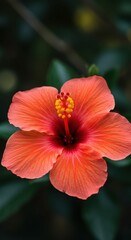 Vibrant orange hibiscus flower in full bloom with dark green leaves