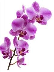 Naklejka premium Beautiful cluster of vibrant purple orchid blossoms against white background