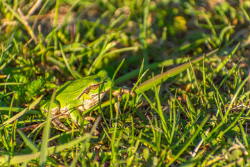 Green Tree Frog in the Grass