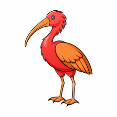 ibis isolated on white background