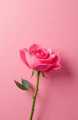 Fototapeta premium Pink rose blooming on pink background symbolizing love and romance