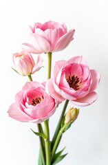 Pink lotus flowers blooming elegantly on white background