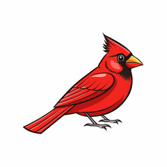 northern cardinal isolated on white