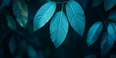 Fototapeta premium Texture Of Vivid Green Tropical Leaves In The Forest, Dark Tone, Top View. Nature Background.