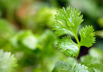 Close-up of fresh cilantro leaves. macro of a bunch of fresh cilantro leaves. The cilantro is bright green
