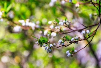 Vaccinium darrowii, with the common names Darrow's blueberry, bell-shaped flowers on a bush net in evergreen blueberry, Appalachian Trail, New Jersey