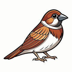 sparrow isolated on white