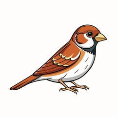 sparrow isolated on white